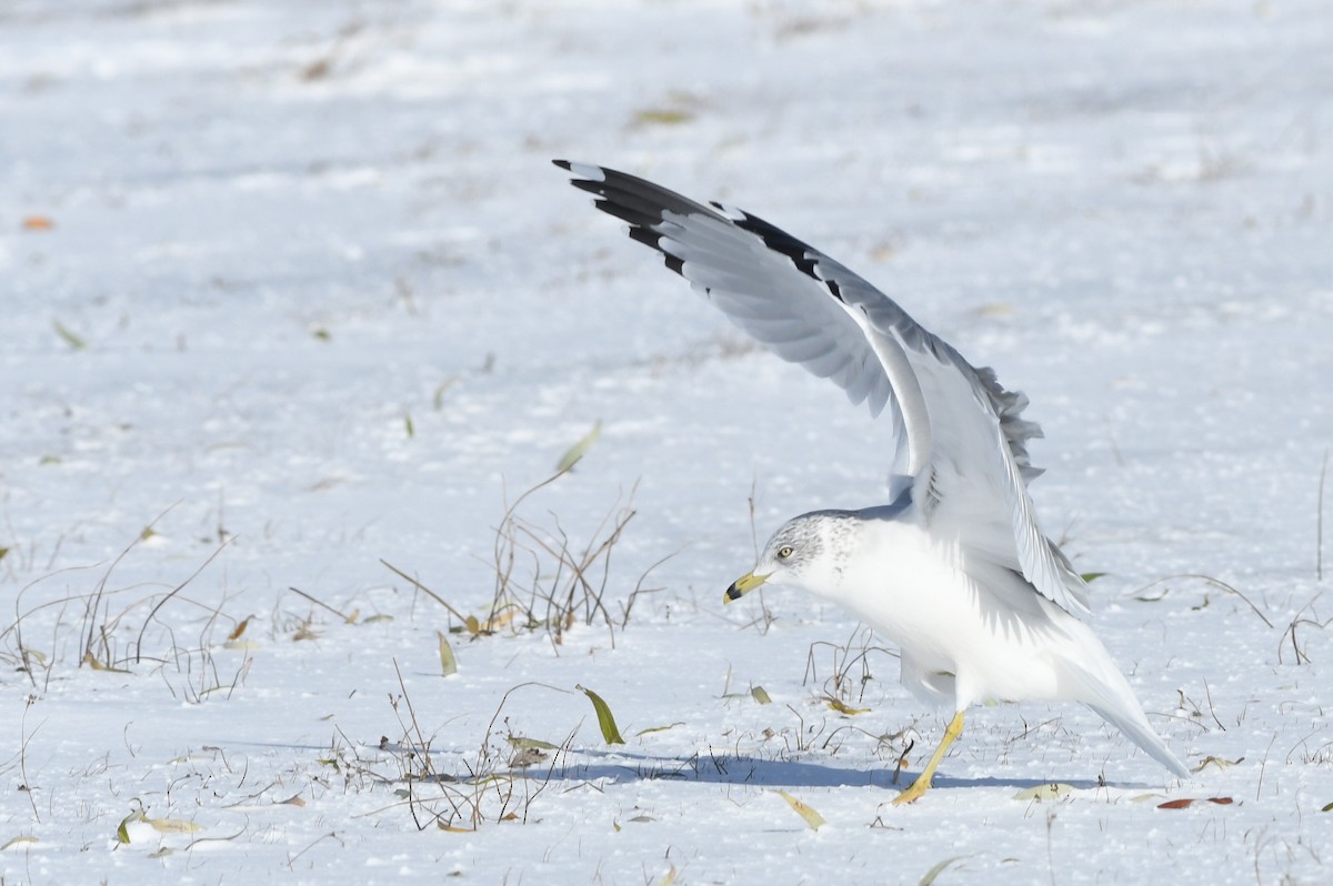 Ring-billed Gull - ML611674329