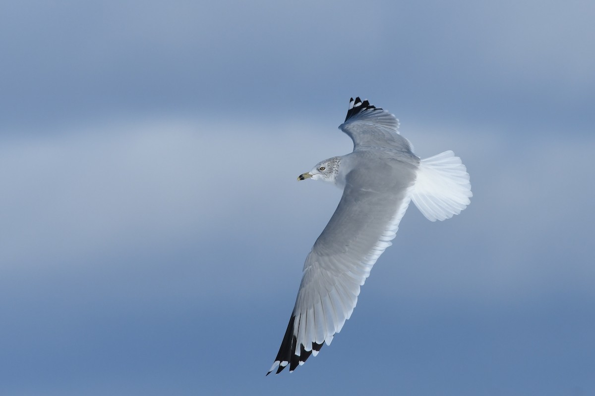 Ring-billed Gull - Kiah R. Jasper