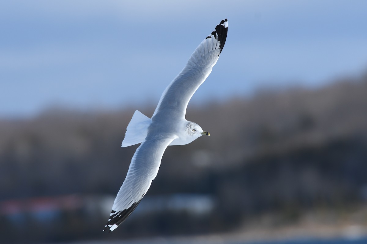 Ring-billed Gull - ML611674334