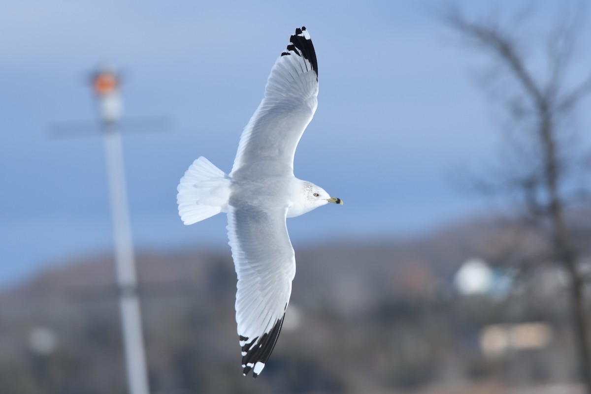 Ring-billed Gull - Kiah R. Jasper