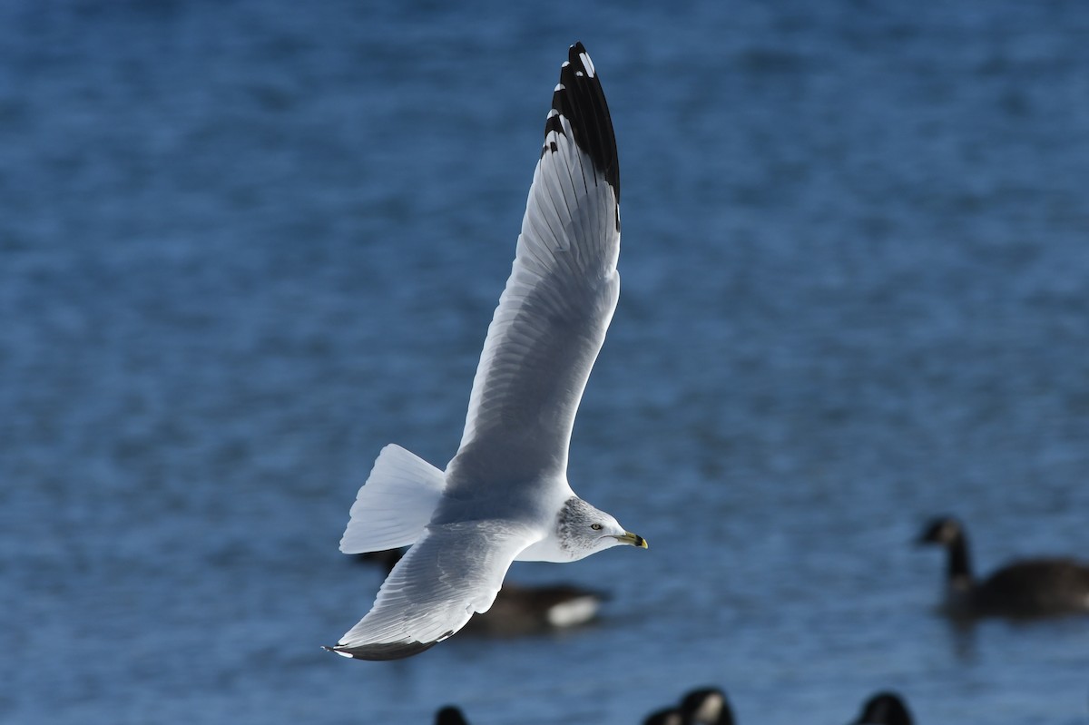 Ring-billed Gull - ML611674336