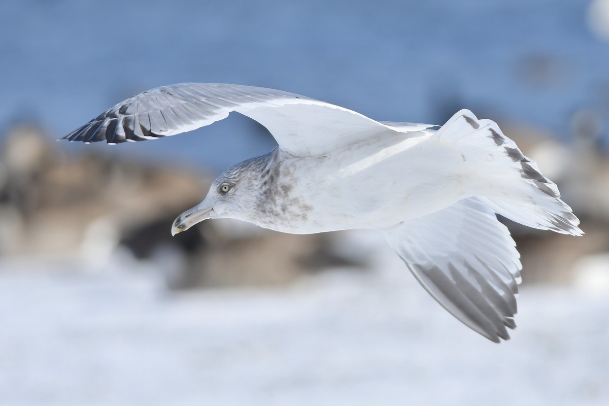 Herring Gull - Kiah R. Jasper