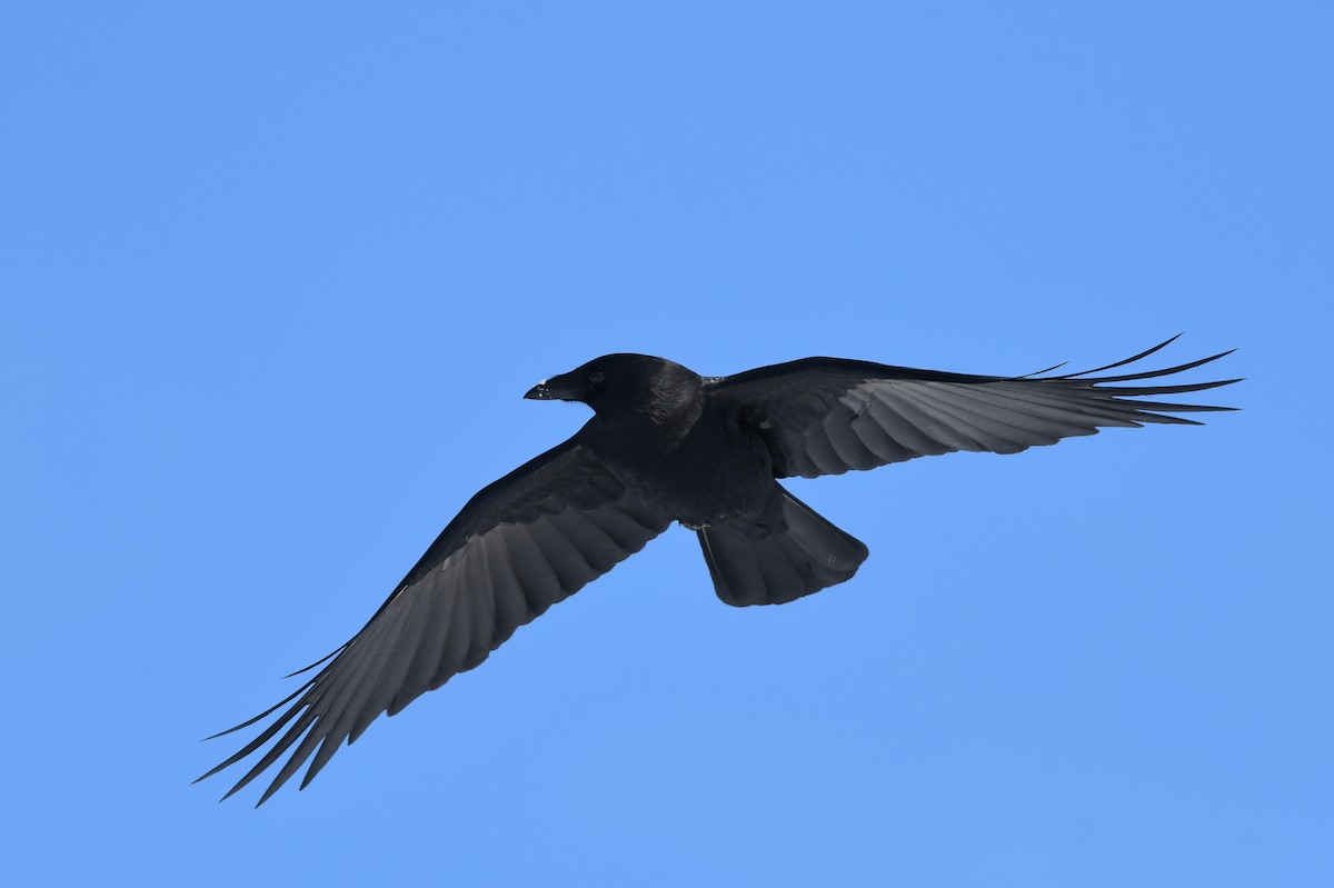 American Crow - Kiah R. Jasper