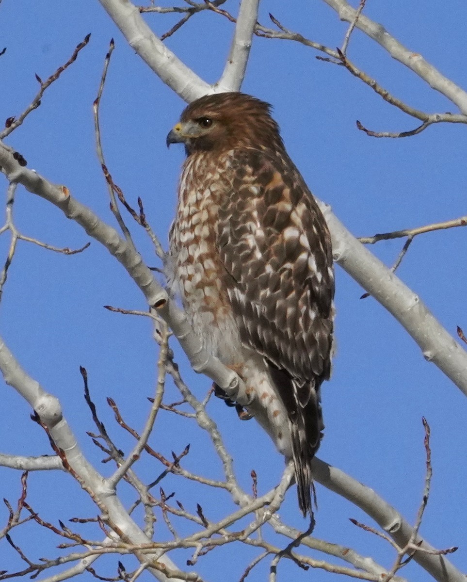 Red-shouldered Hawk - ML611674403