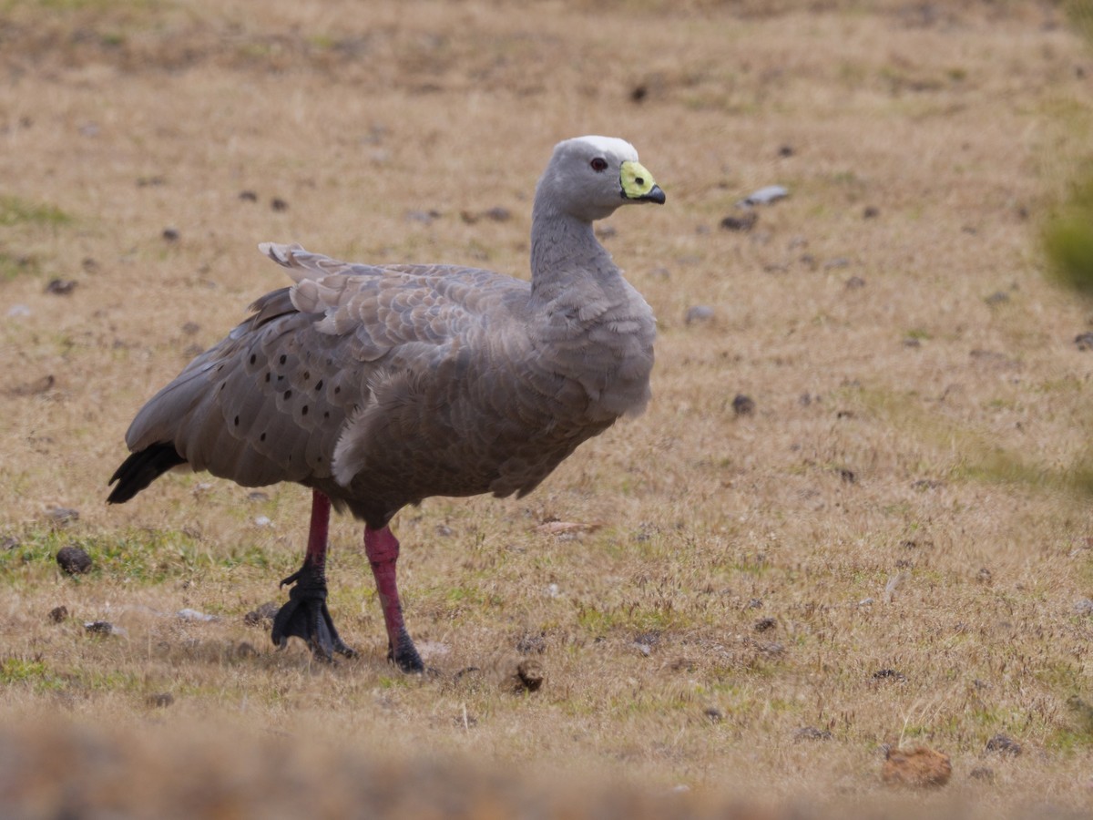 Cape Barren Goose - ML611674447