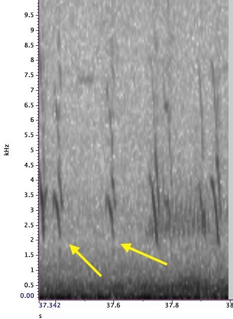 Cassia Crossbill - ML611674473