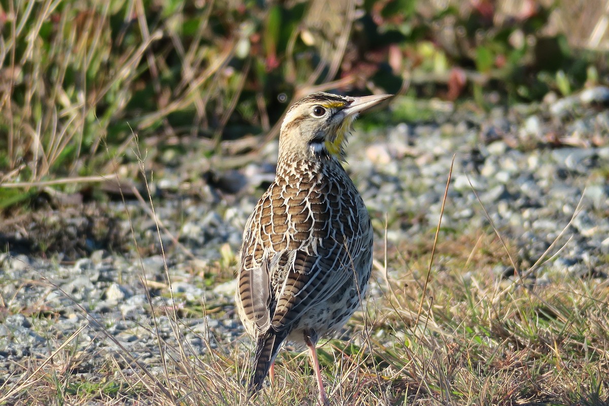 Western Meadowlark - ML611674588