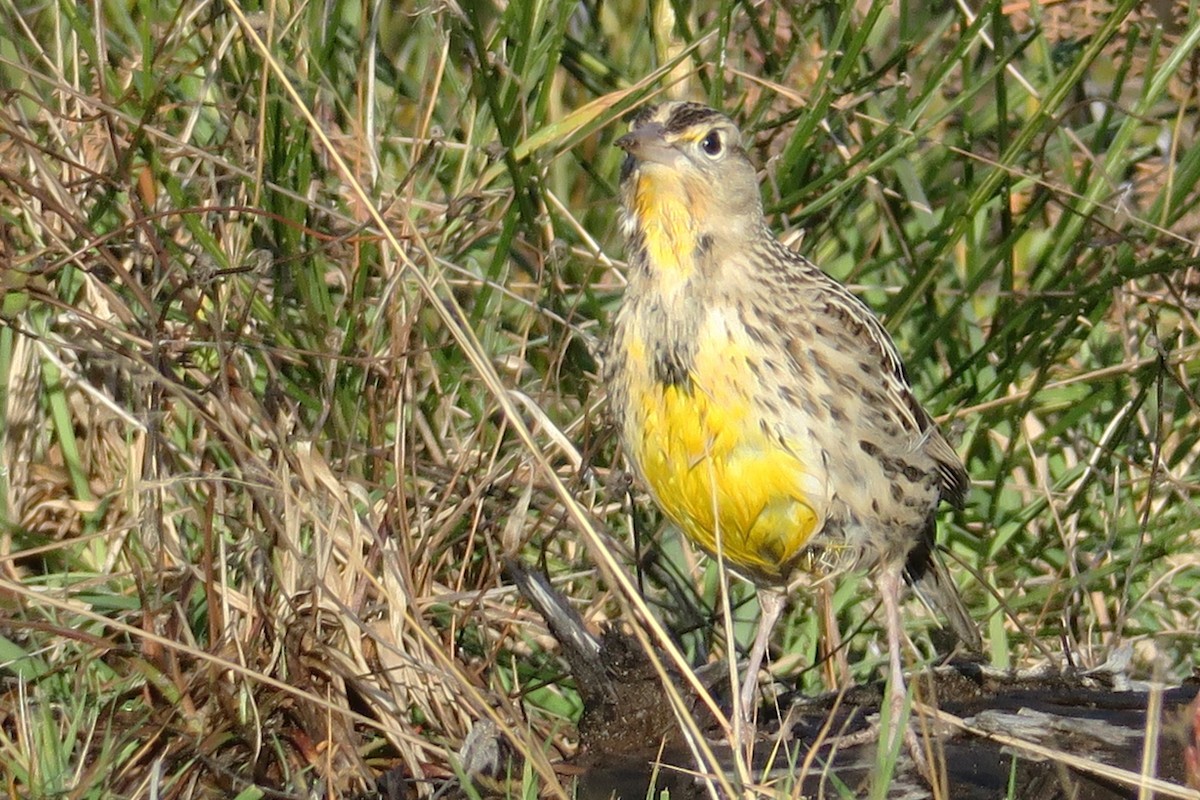 Western Meadowlark - ML611674597