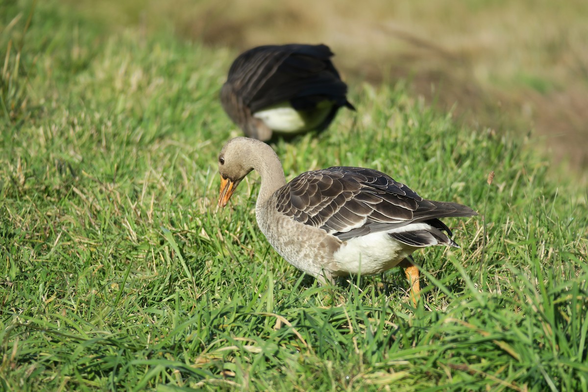 Greater White-fronted Goose - ML611674664