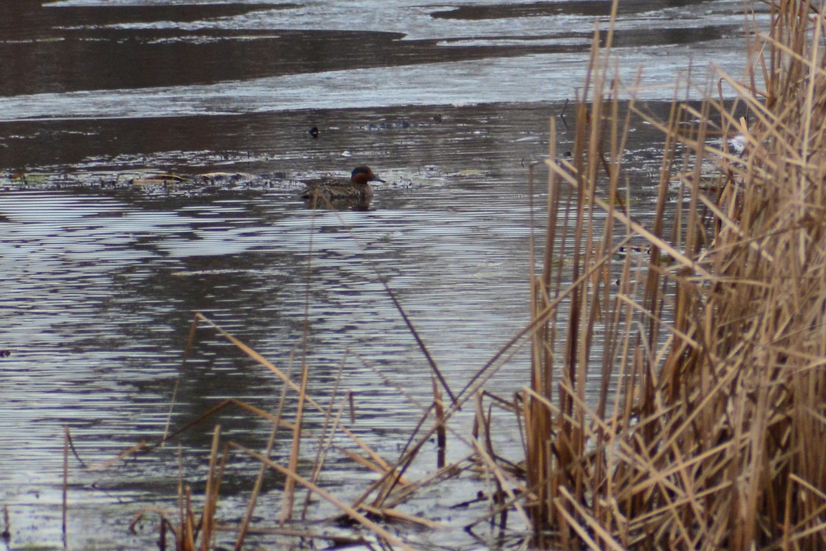 Green-winged Teal - ML611674797