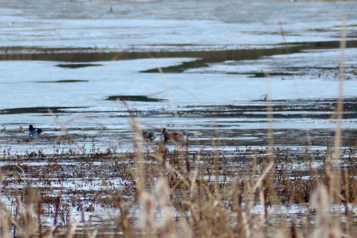 American Wigeon - Anonymous