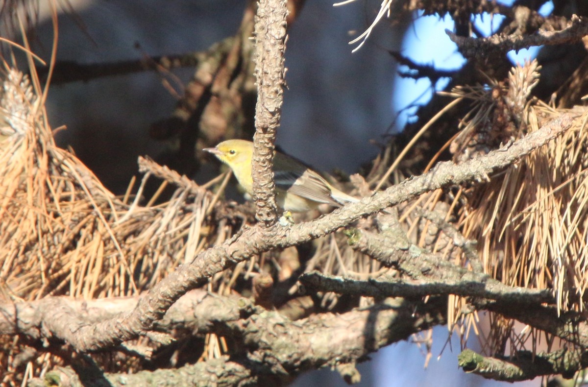 Pine Warbler - Nick Dawson