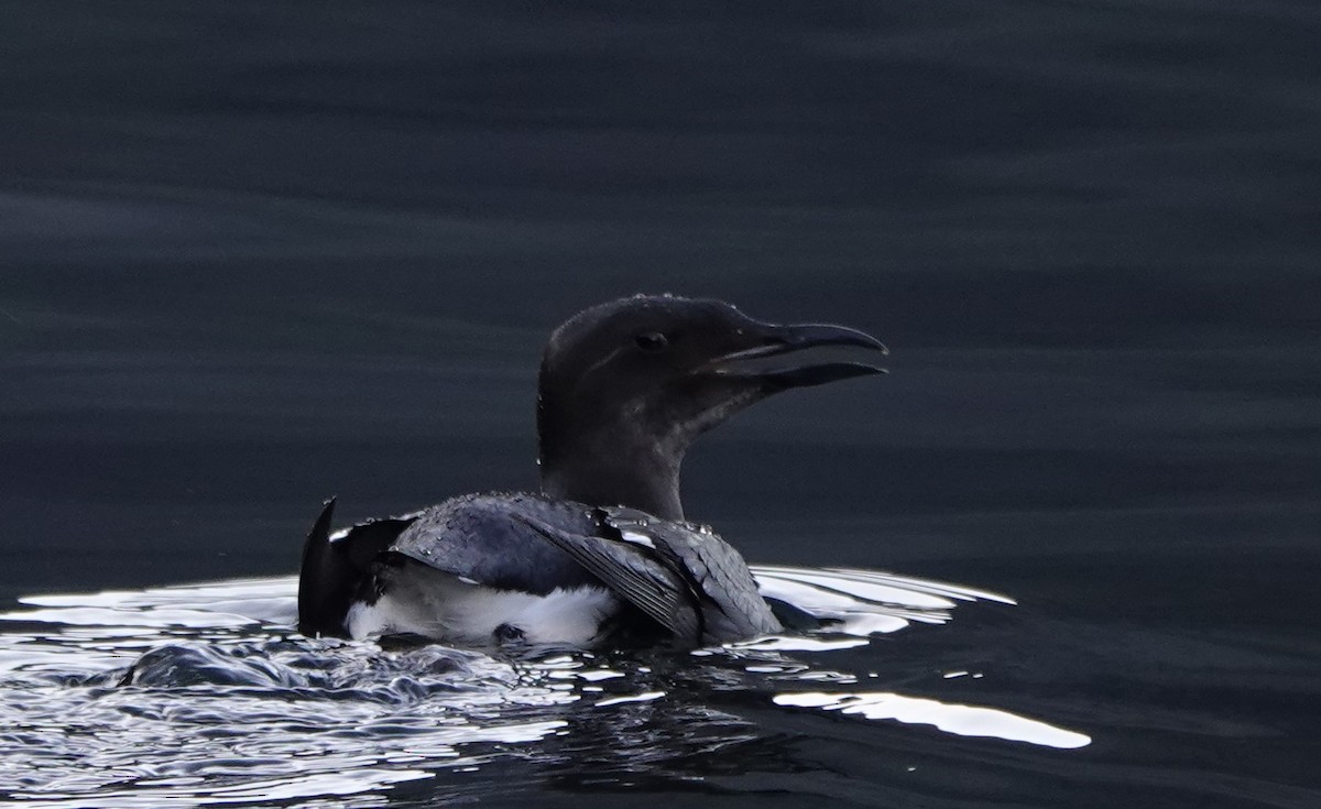 אורייה חייכנית - ML611674831