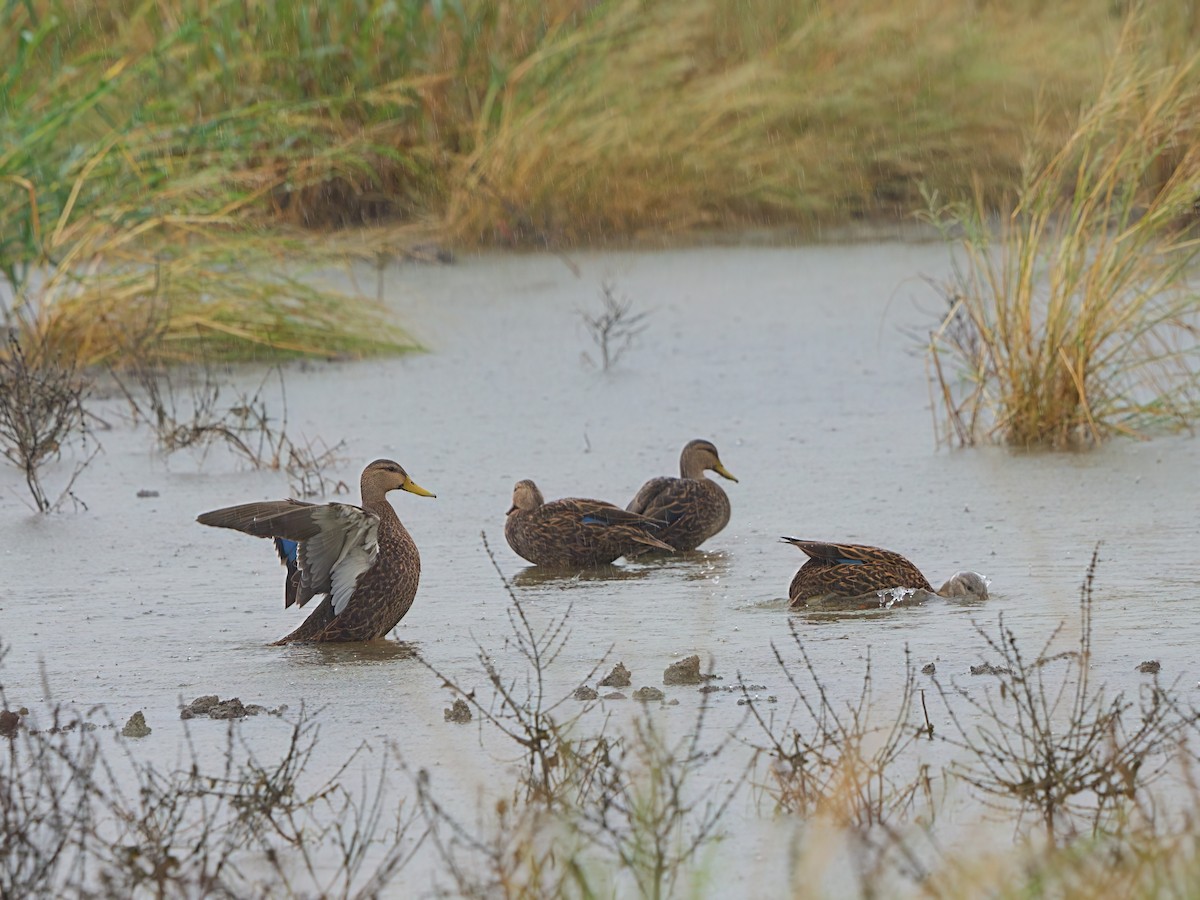 Mottled Duck (Gulf Coast) - ML611674877