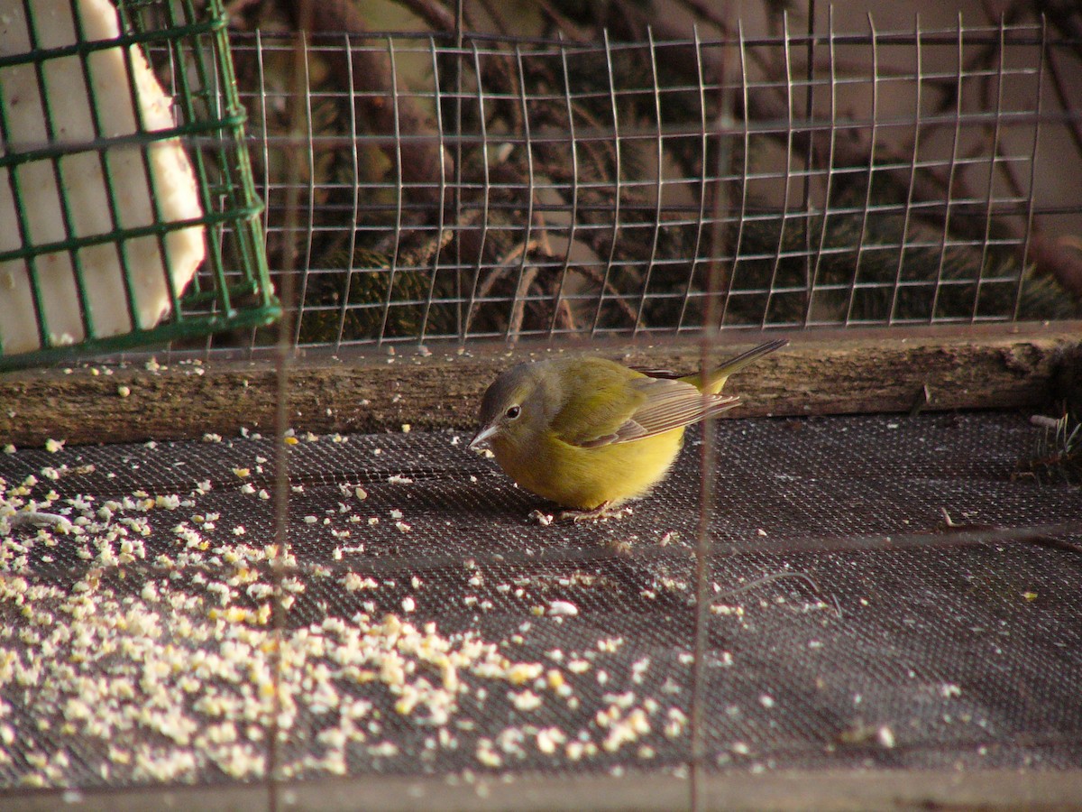 Orange-crowned Warbler - ML611674886