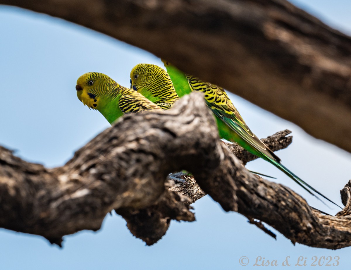 Budgerigar - ML611674959