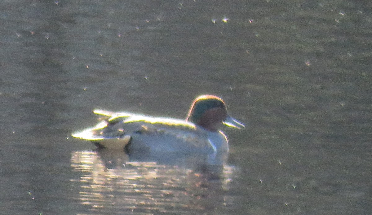 Green-winged Teal - ML611674964