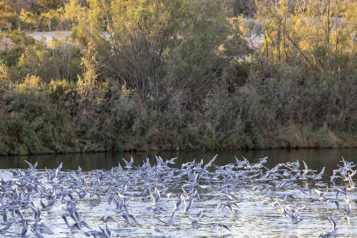 Bonaparte's Gull - ML611675028