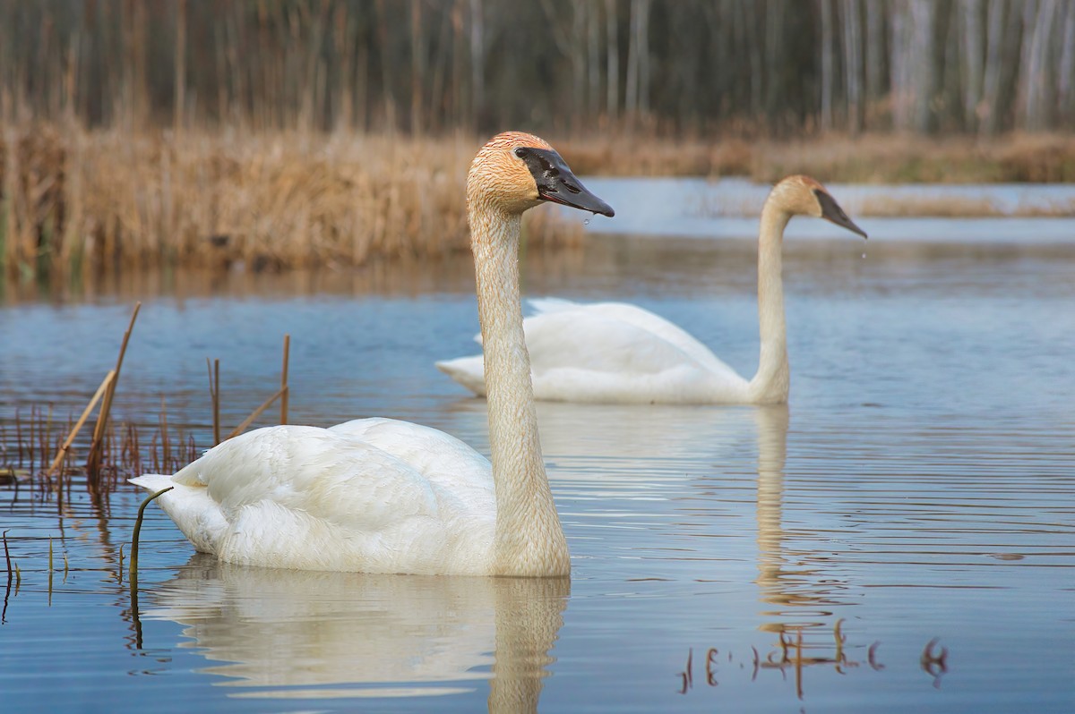 Trumpeter Swan - ML611675045