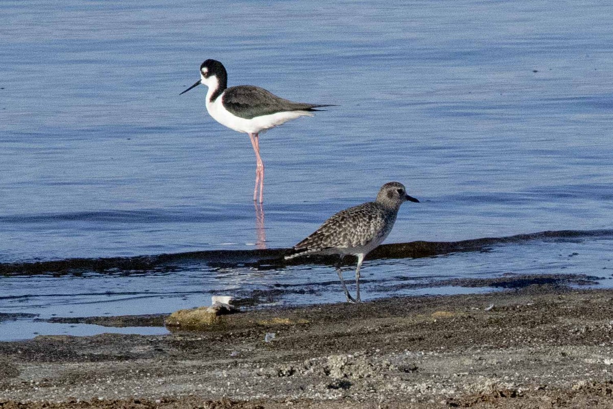 Black-bellied Plover - ML611675053