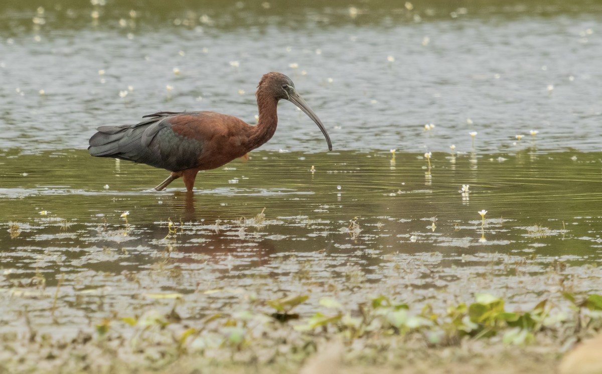 Glossy Ibis - ML611675138