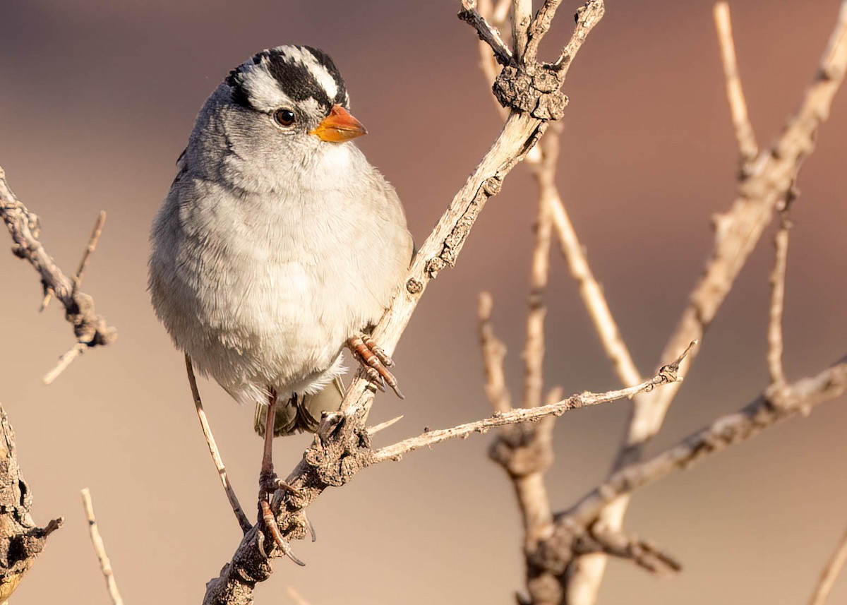 White-crowned Sparrow - Luc Tremblay