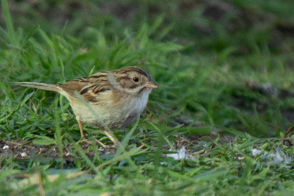 Clay-colored Sparrow - ML611675242