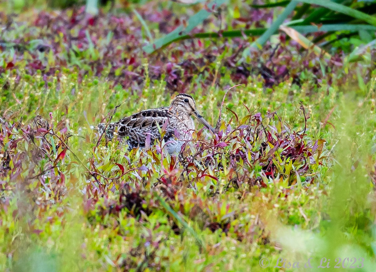 Latham's Snipe - Lisa & Li Li