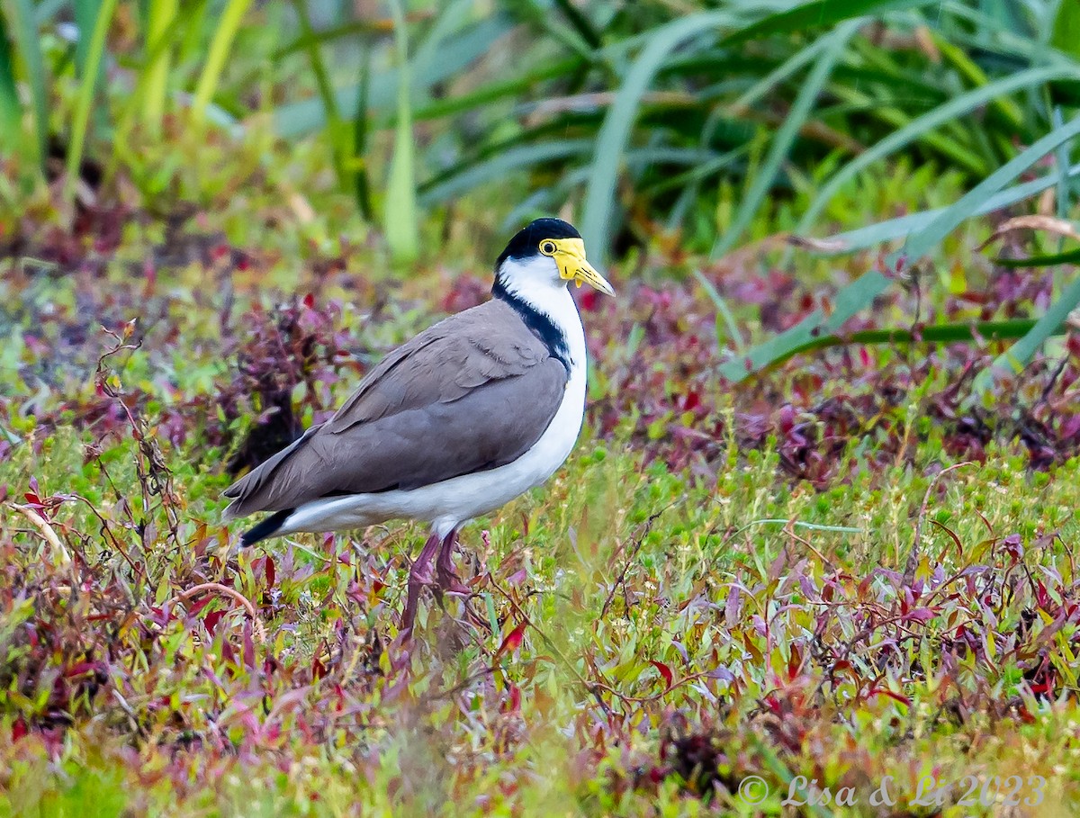 Masked Lapwing - ML611675252