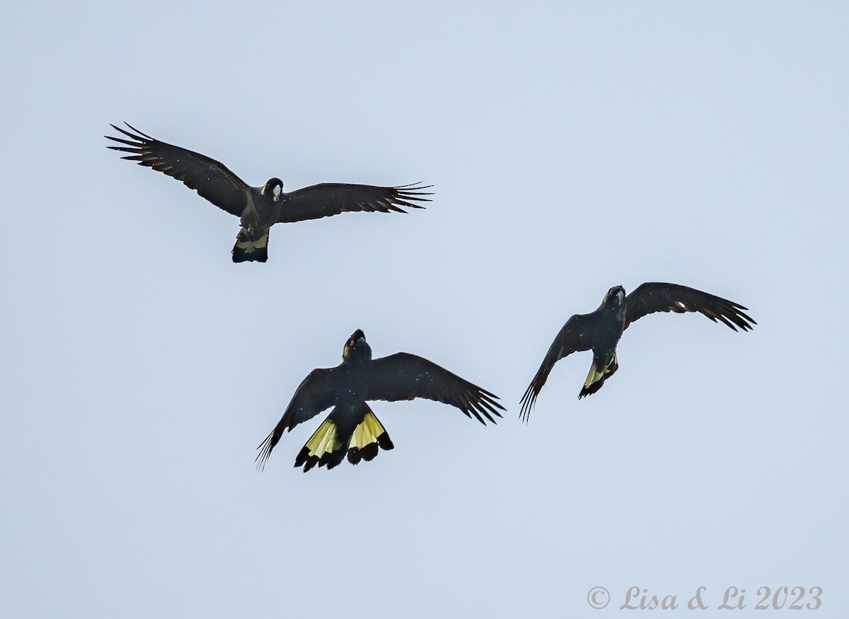 Yellow-tailed Black-Cockatoo - Lisa & Li Li