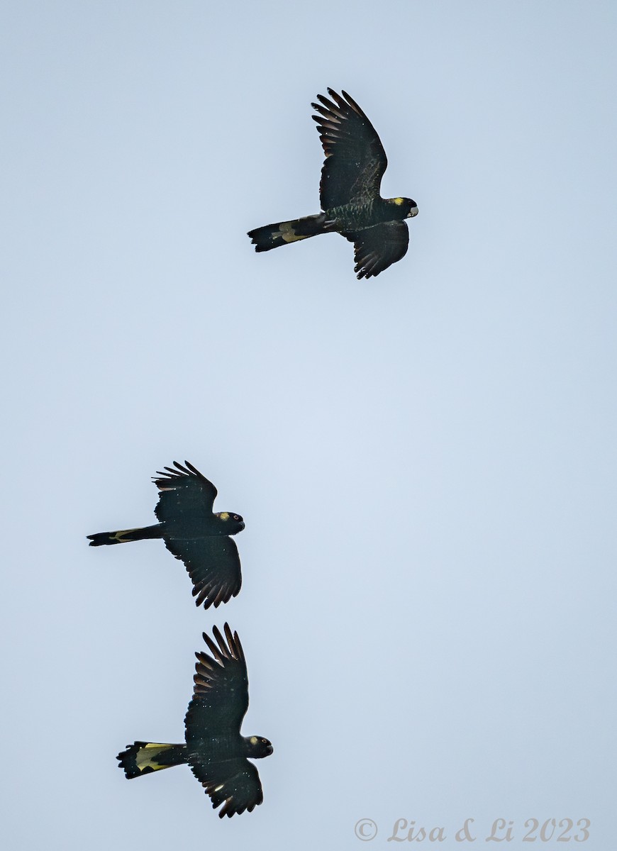 Yellow-tailed Black-Cockatoo - Lisa & Li Li