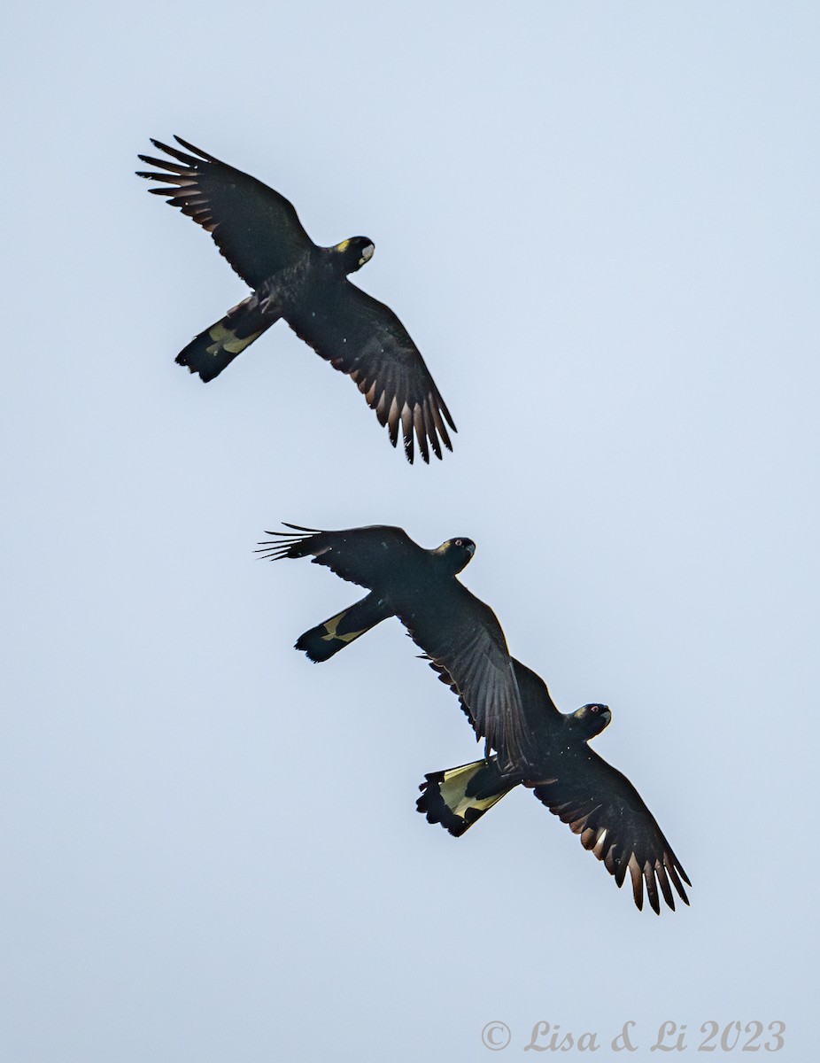 Yellow-tailed Black-Cockatoo - Lisa & Li Li