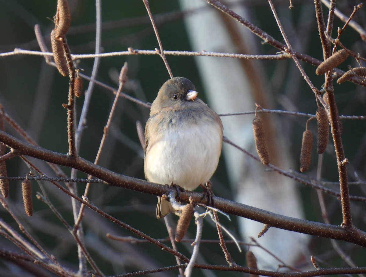 Dark-eyed Junco - Cristina Hartshorn