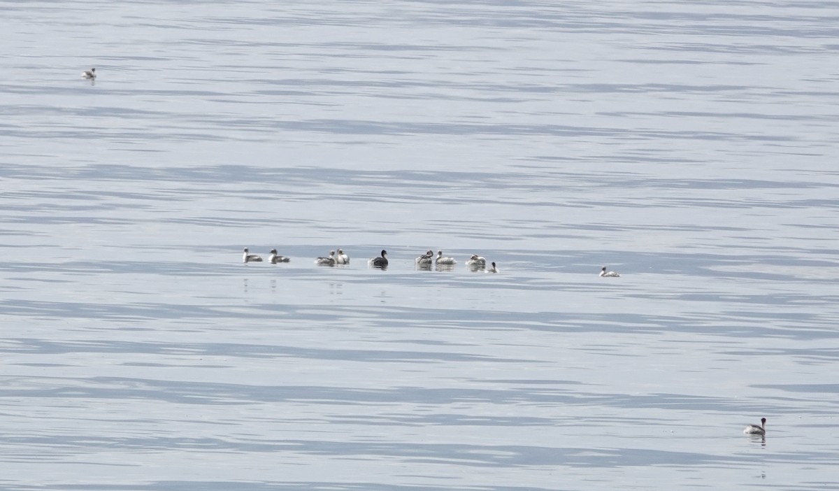 Silvery Grebe - ML611675351