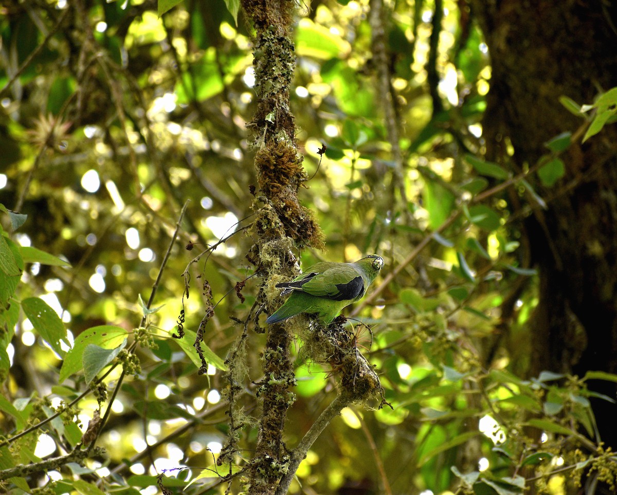 Black-winged Parrot - ML611675382