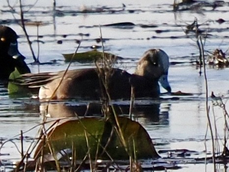 Canard d'Amérique - ML611675484