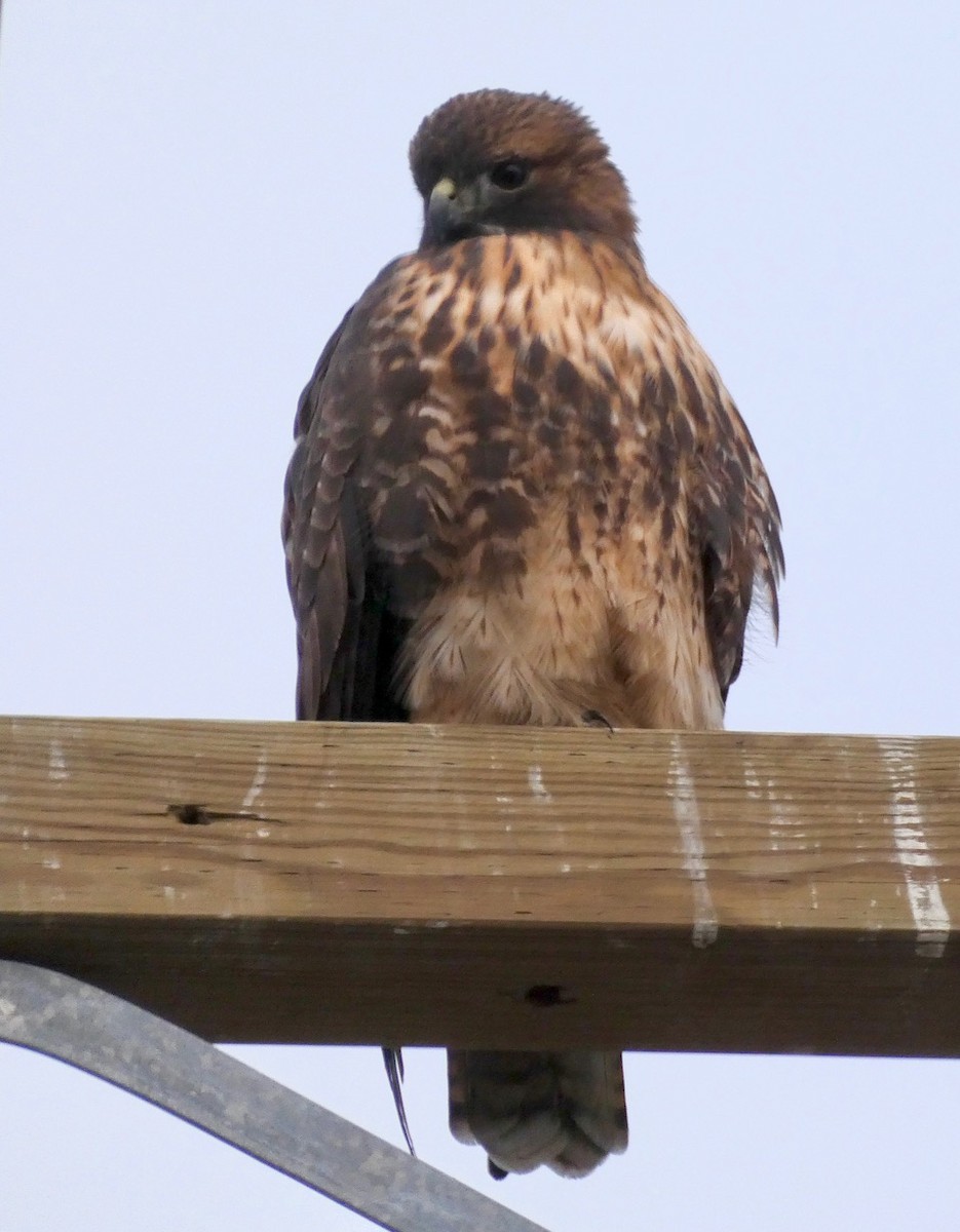 Red-tailed Hawk - ML611675567