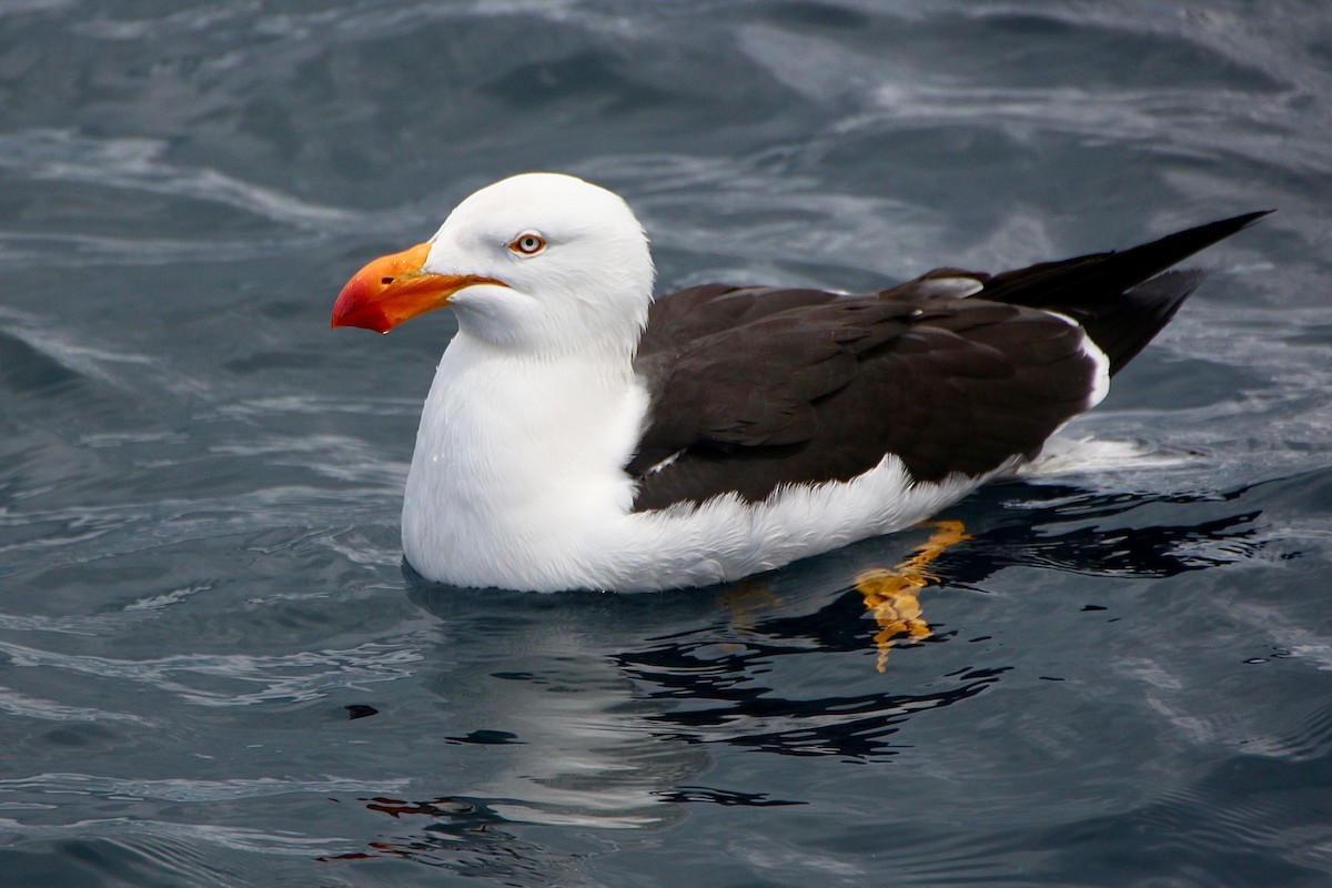 Pacific Gull - ML611675714