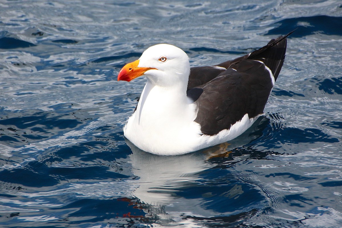 Pacific Gull - ML611675715