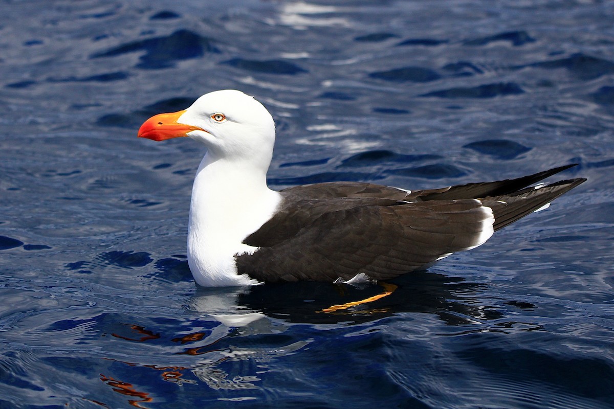 Pacific Gull - ML611675719