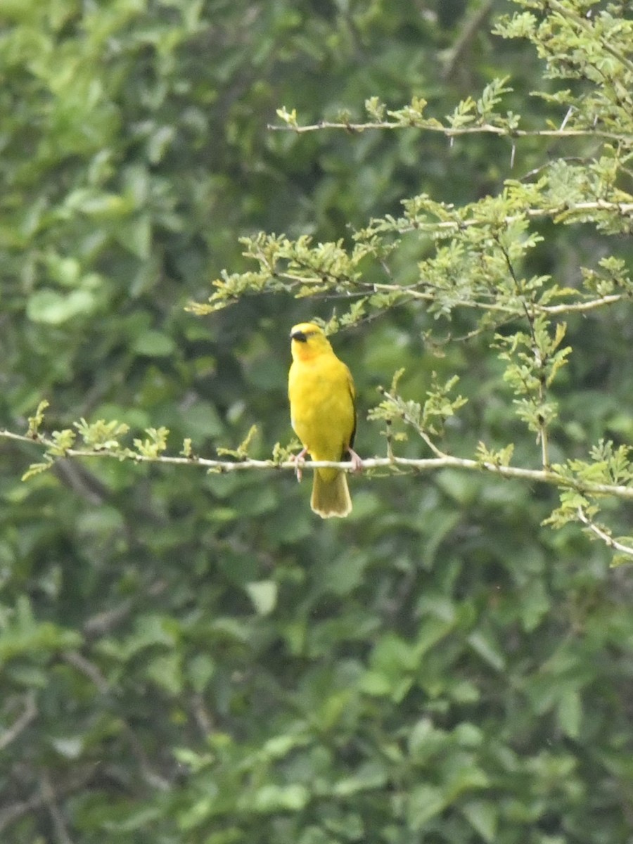 Holub's Golden-Weaver - ML611675864