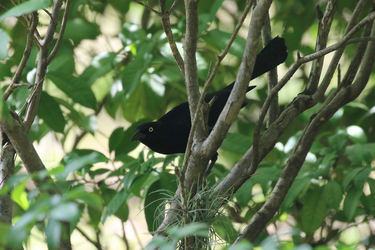 Greater Antillean Grackle - Henggang Cui