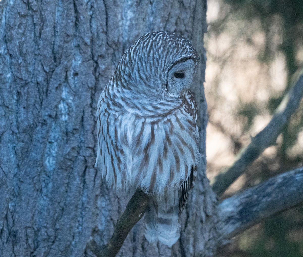 Barred Owl - ML611675973
