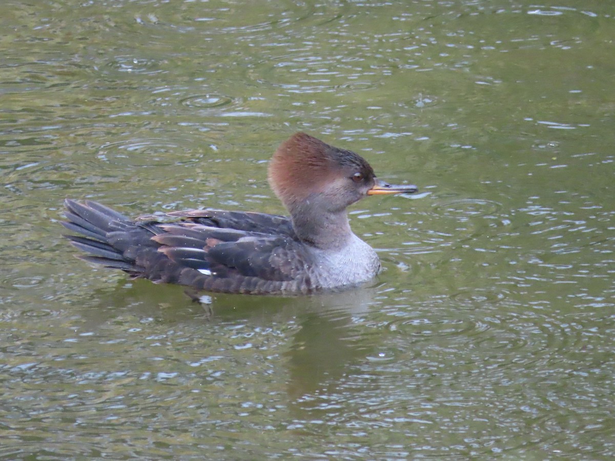 Hooded Merganser - ML611675996