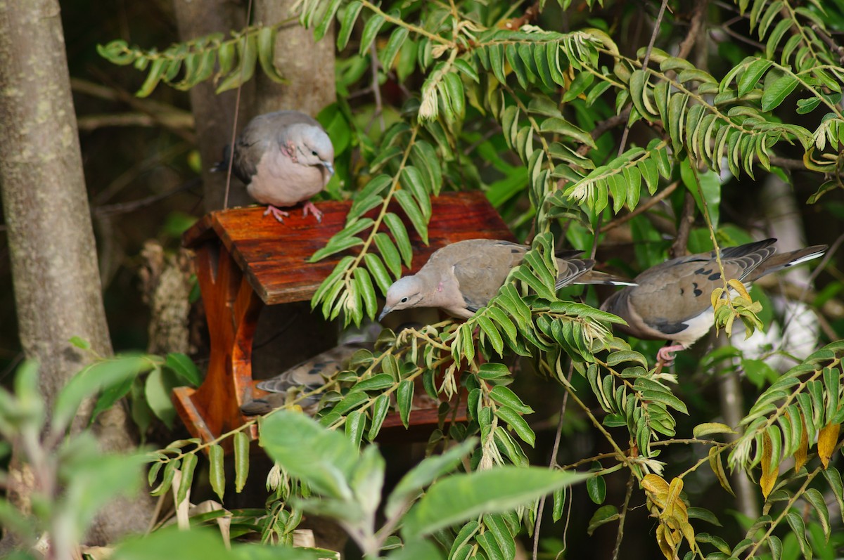 Eared Dove - ML611676010