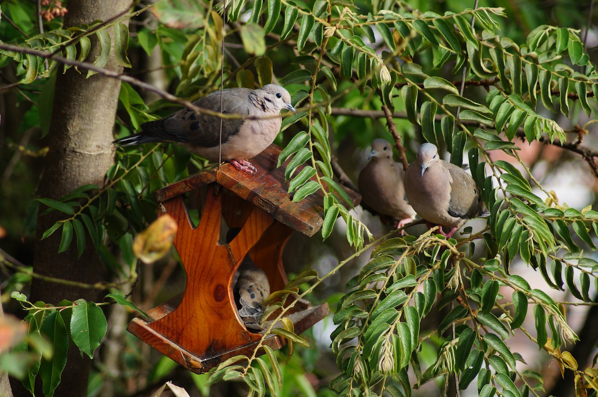 Eared Dove - ML611676011