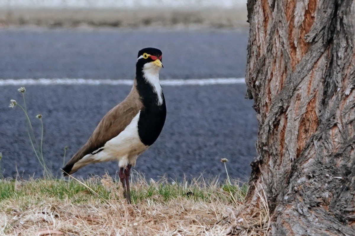 Banded Lapwing - ML611676014