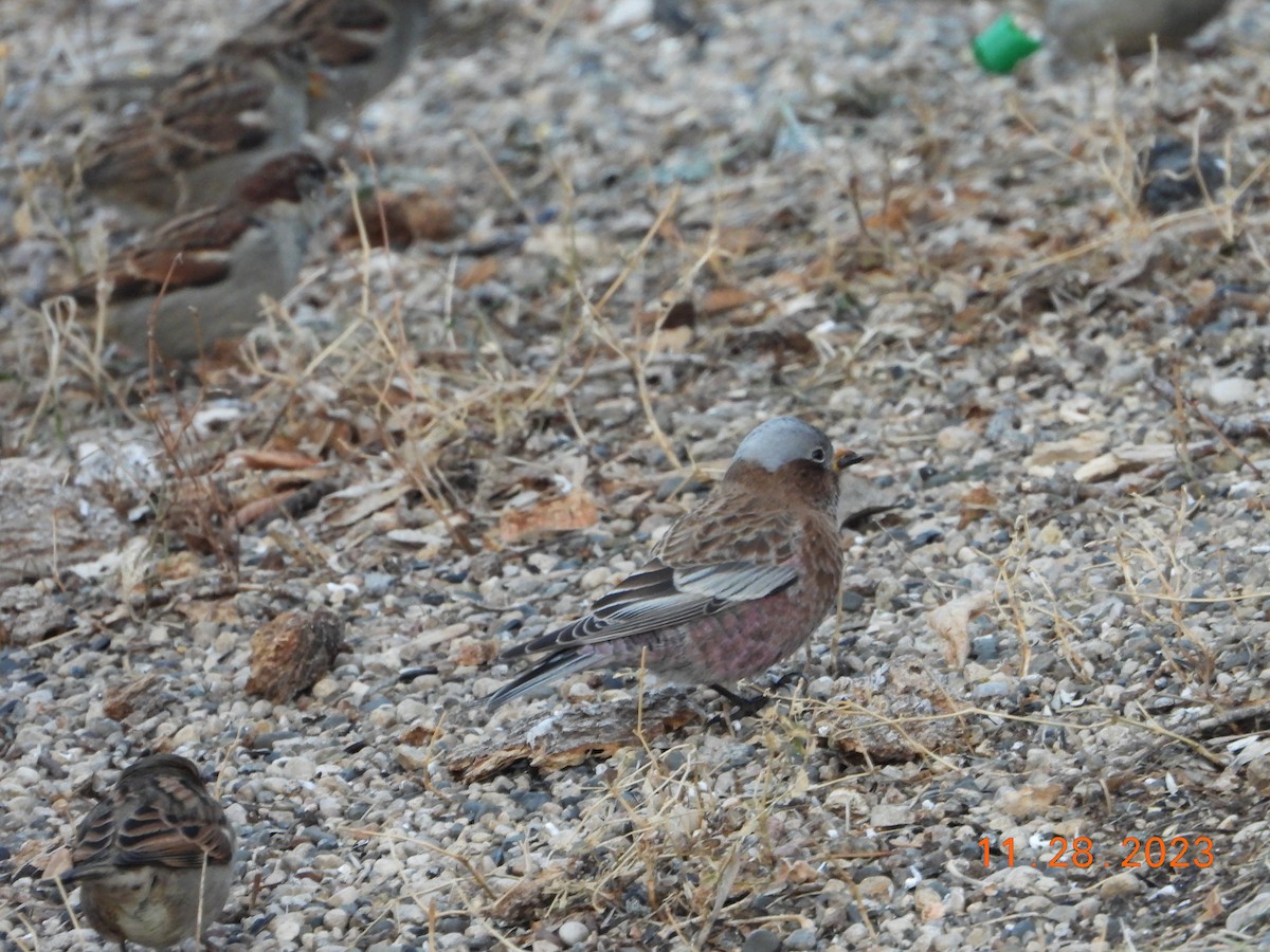 Gray-crowned Rosy-Finch - ML611676034