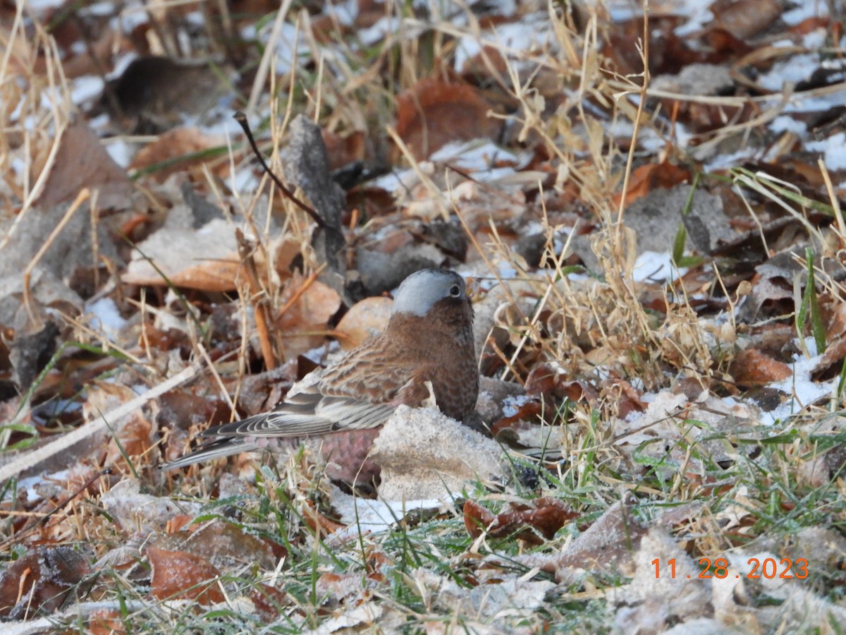 Gray-crowned Rosy-Finch - ML611676035