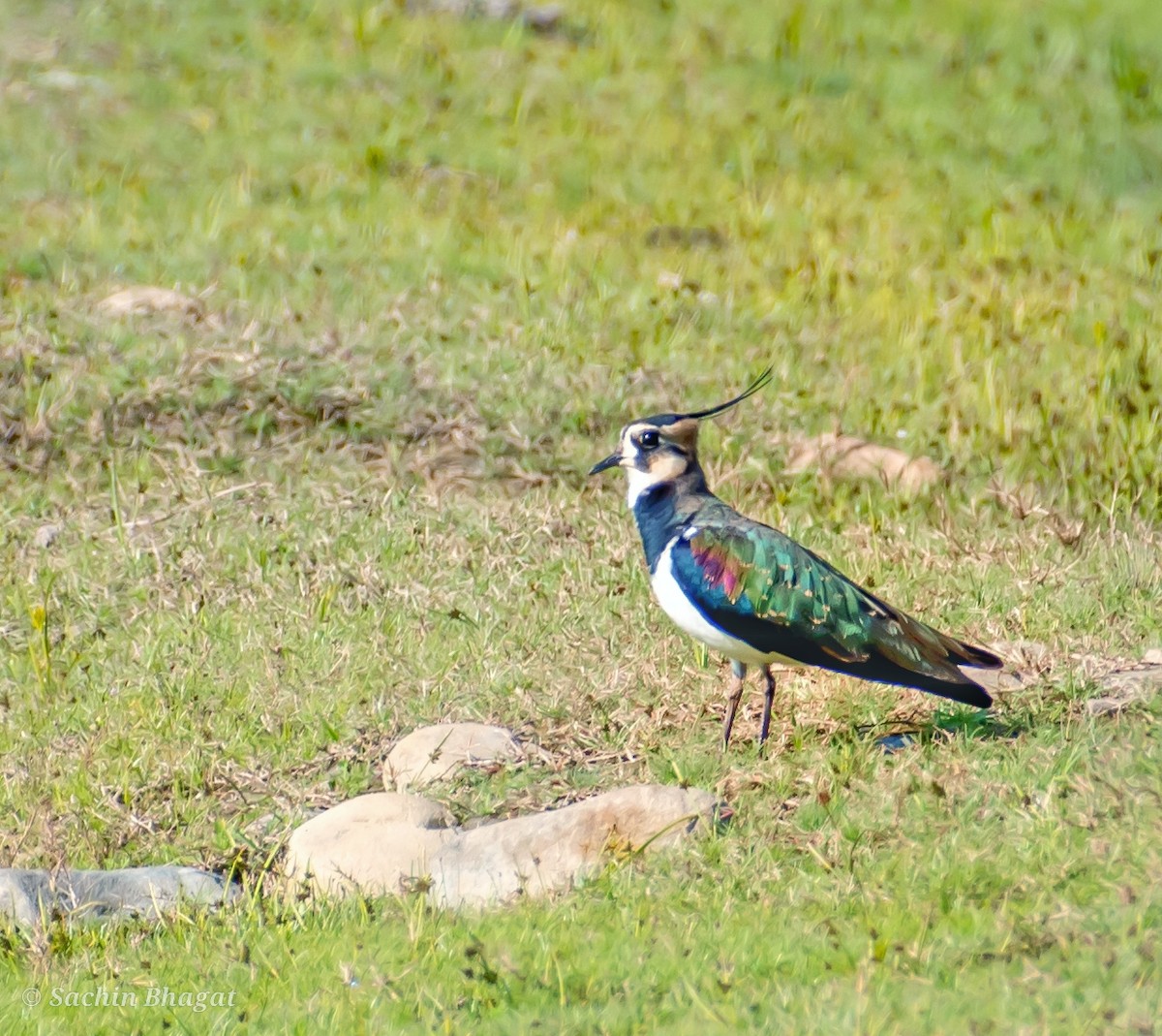 Northern Lapwing - ML611676121